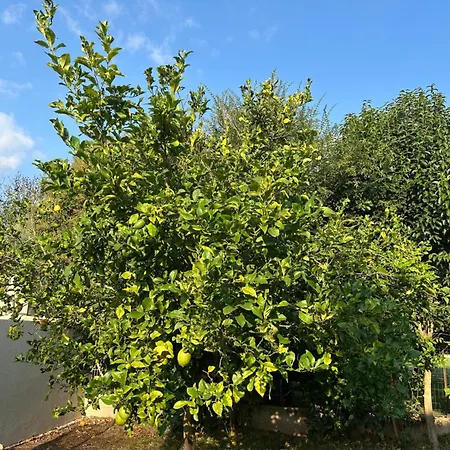 A Madonna Santa-Lucia-di-Moriani